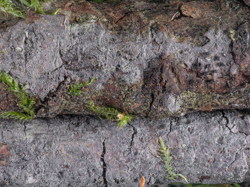 Ceratobasidium stridii